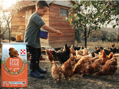 Image of Farm to Flock package and feed