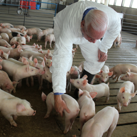 image of nursery pigs