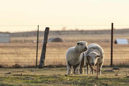 Two Southdown sheep stand in front of a barbed wire fence in a pasture.