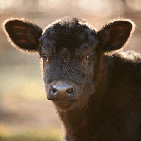 Close-up image of a black calf face