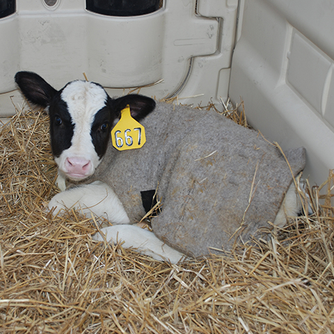 Young Holstein dairy calf wearing a red calf jacket looks out from her calf pen.