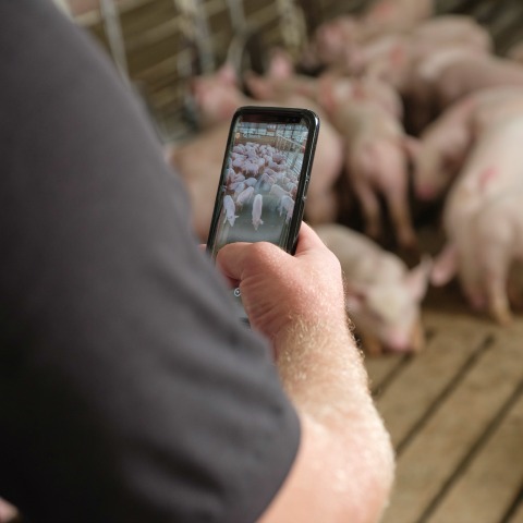 A man takes a photo in a swine nursery pen.