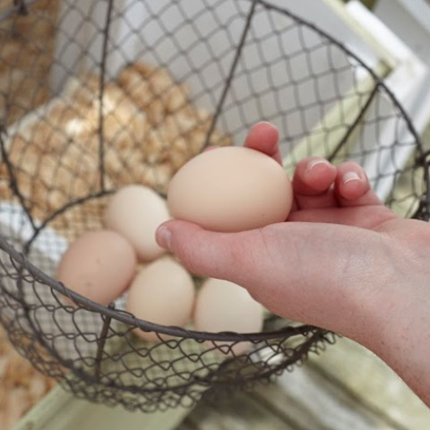How Long Do Eggs Last and Fresh Egg FactsPurina Animal Nutrition