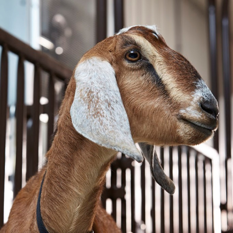An Anglo-Nubian dairy goat doe stands in front of a pen with her kid goat.  