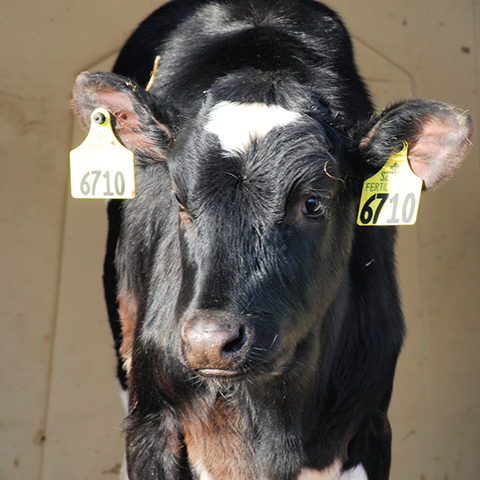 Holstein calf in sun with two ear tags