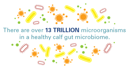 There are over 13 trillion microorganisms in a healthy calf gut microbiome.