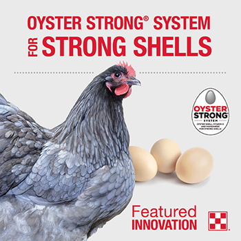 Fluffy, full-bodied Orpington chicken with three eggs and red text of Oyster Strong(R) System for strong shells