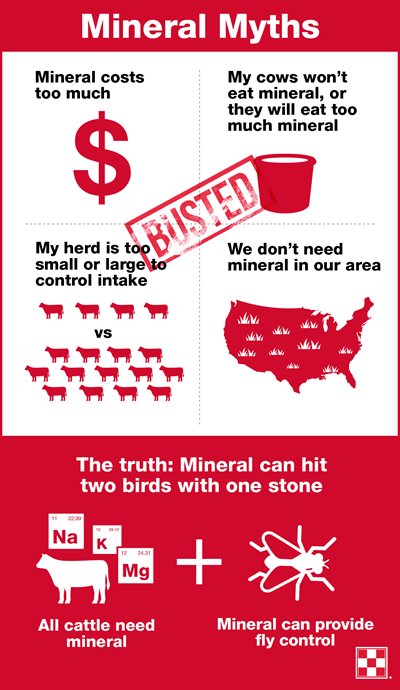 Four cattle mineral myths
