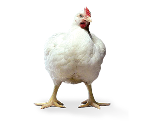 Show Poultry Category Image