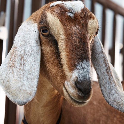 A close-up of an Anglo-Nubian dairy goat doe.
