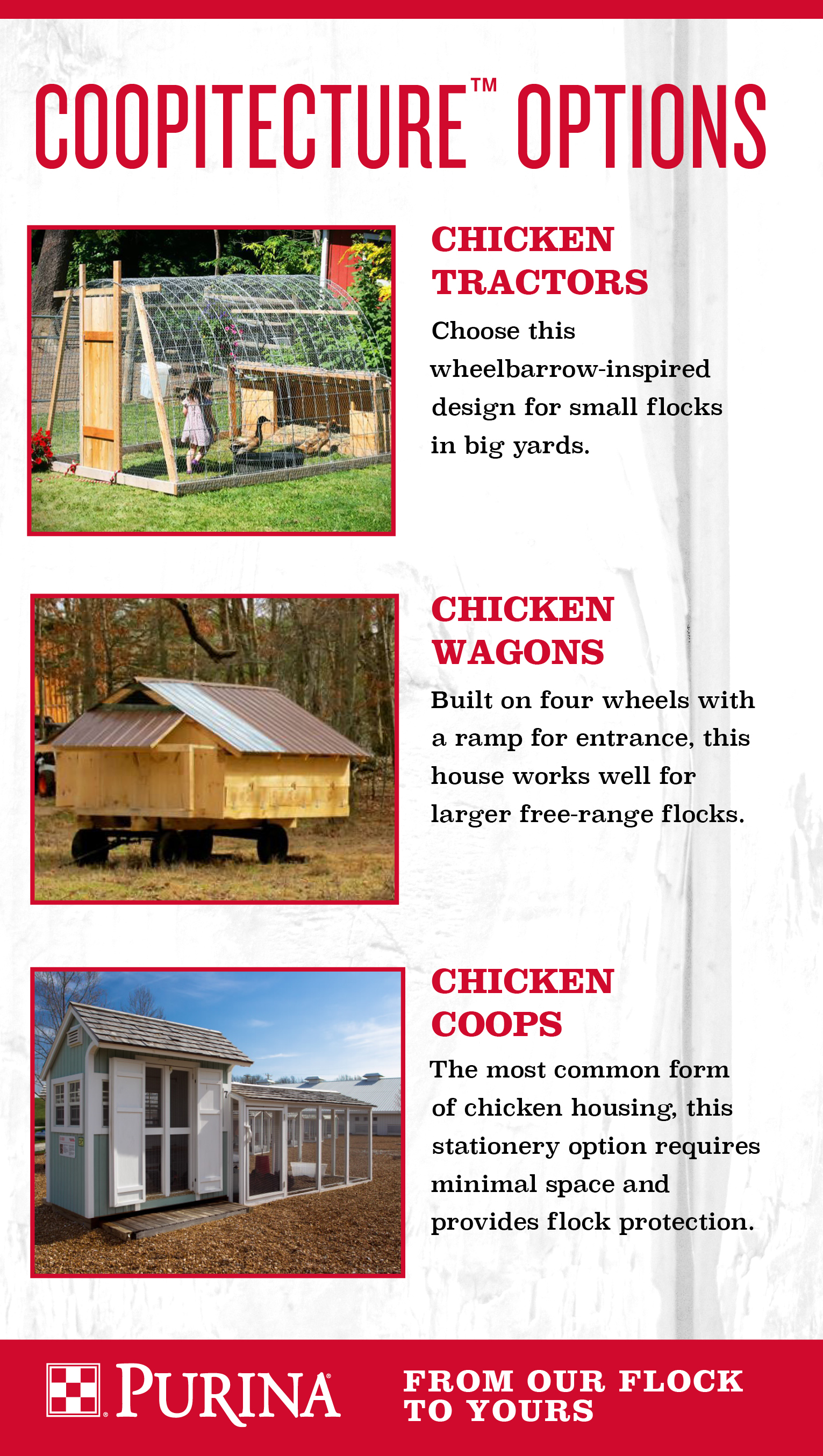 Chicken Coop Design Options