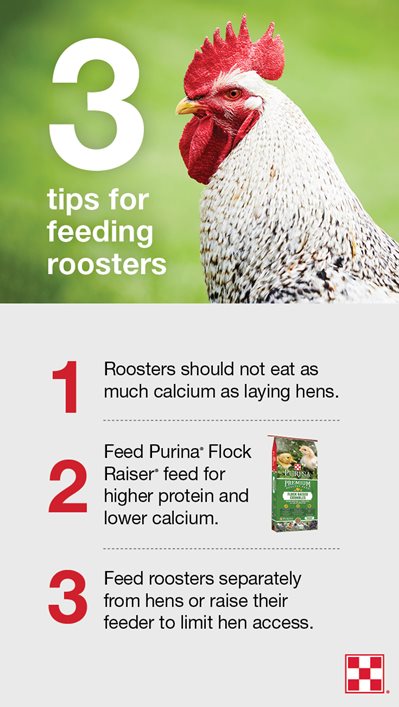 List of tips for feeding roosters with hens, including feeding a high-protein diet such as Purina<sup>®</sup> Flock Raiser<sup>®</sup>.