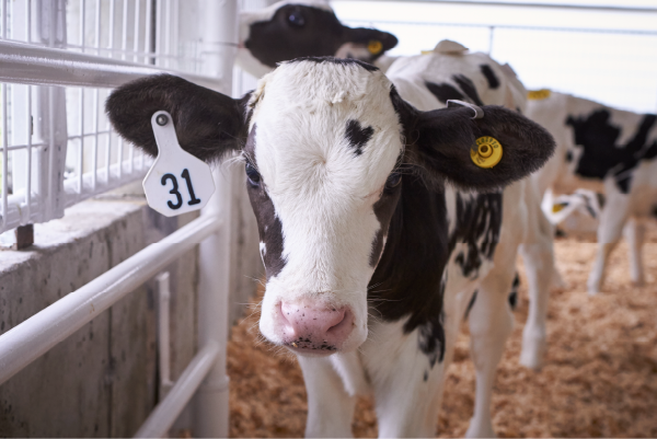 Image of Holstein calf