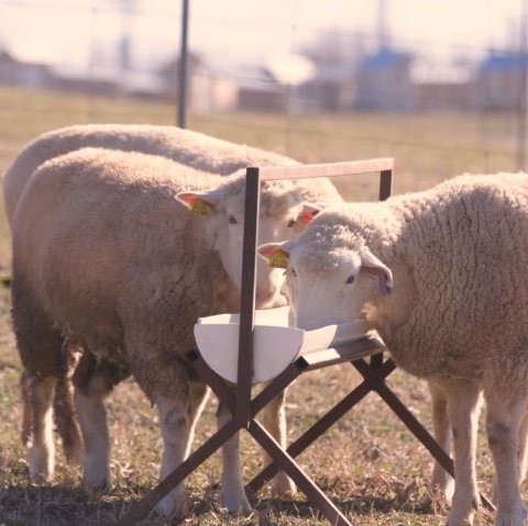 Three white-faced ewes eating from a feed trough.