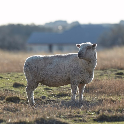 A Southdown sheep stands in a pasture in front of an old barn.