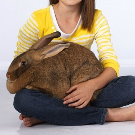 Image of a girl holding a big bunny