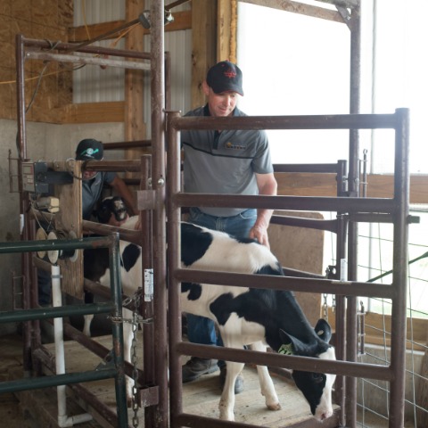 Collecting and reviewing heifer growth data to move your heifer raising program forward