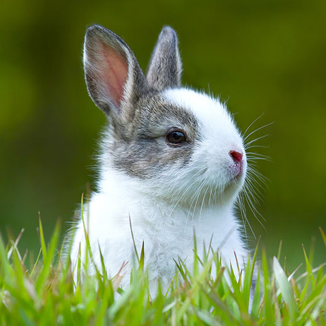 image of a rabbit with grass blades