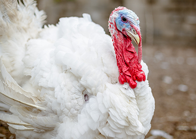ContentPromo-CommercialPoultry_FullLineofSolution