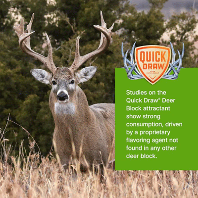 Image of deer with antlers