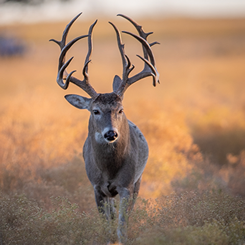 A Well-Balanced Diet Year-Round Is Key in Supporting Antler Growth