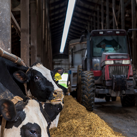 Holstein dairy cows eating at the feed bunk as a tractor and mixer drive down the aisle.