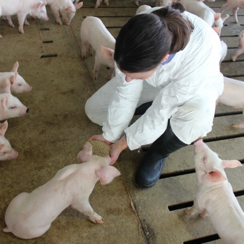 image of a woman hand feeding weaning pigs