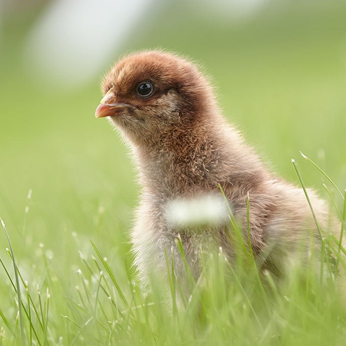 caring-for-baby-chicks