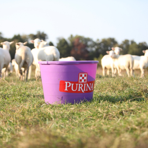 Purina® Accuration® Sheep & Goat Hi-Fat Block in a pasture with white sheep in the background. 