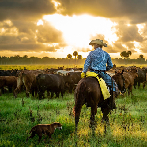 Cattleman Matt Pearce Leads in Florida | Purina Animal Nutrition