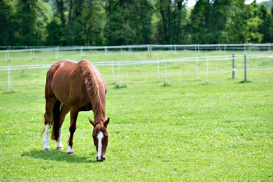 Non-structural carbohydrates (NSC) and structural carbohydrates in horse feeds are important when determining sugar and starch levels in your horse’s feed.
