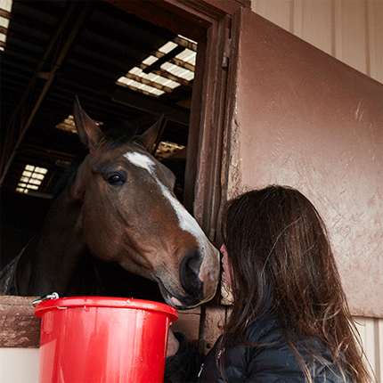 Purina's Horse Feed Finder Tool