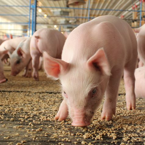 image of weaned pigs