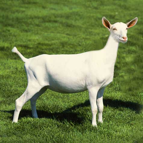 image of a white goat