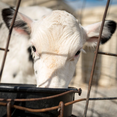 White faced calf drinking from black bucket. image