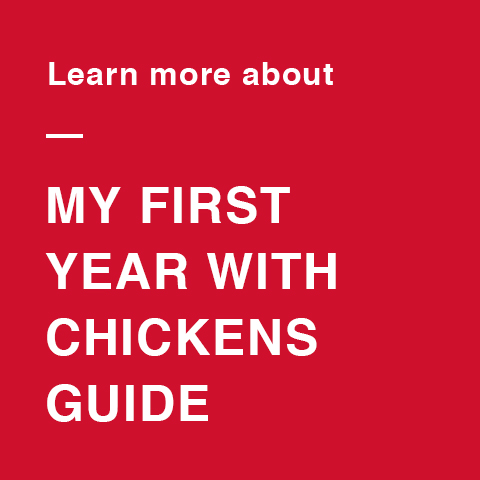 Week-by-week guide to raising backyard chickens