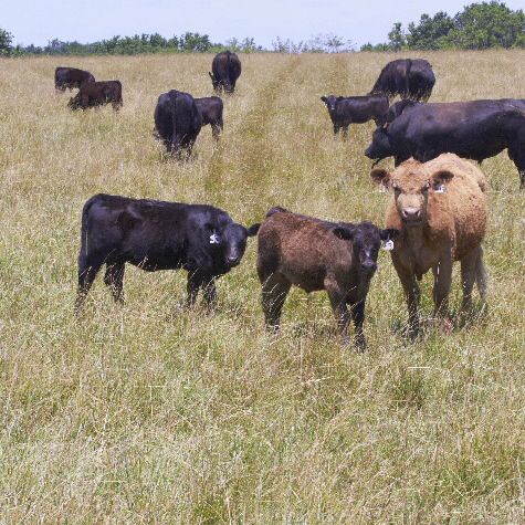 image of preconditioned beef calves in a field