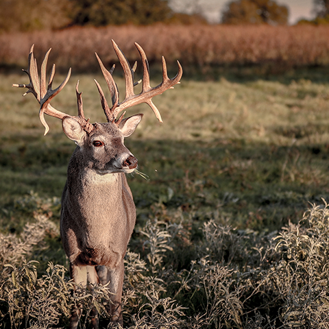 Buck in grass