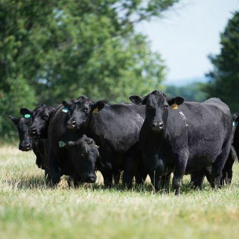 image of cattle fed on the All Seasons™ Cattle Nutrition Program 