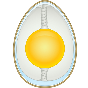 anatomy of an egg