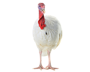 Commercial Poultry Turkey Image