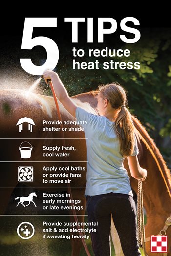 infographic of 5 tips to reduce summer heat stress in horses