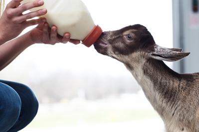 Newborn kid goat drinks colostrum from a bottle.