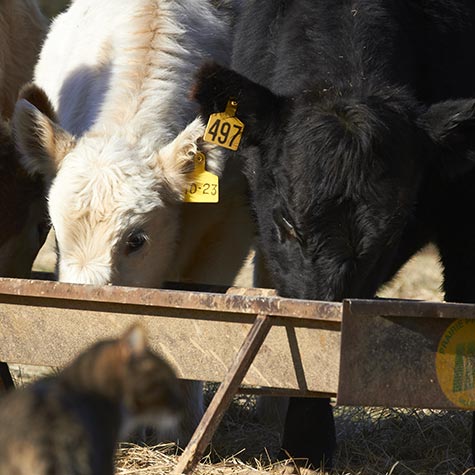 image of cattle eating 