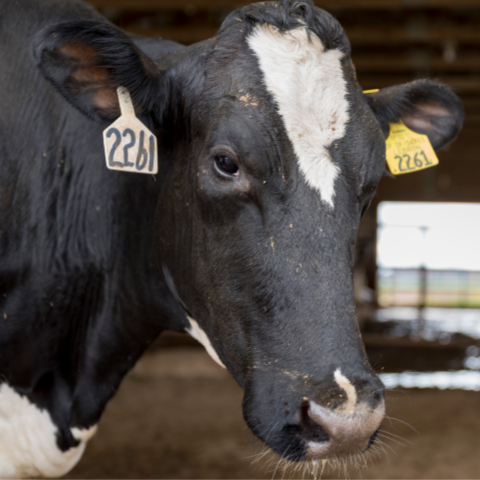 Holstein dairy cow standing in a free stall barn. 
