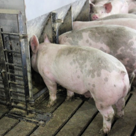 Three spotted later-grower commercial hogs lined up at feeder