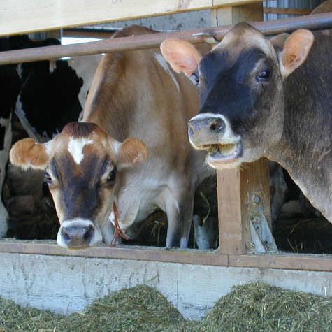 image of dairy cows battling heat stress