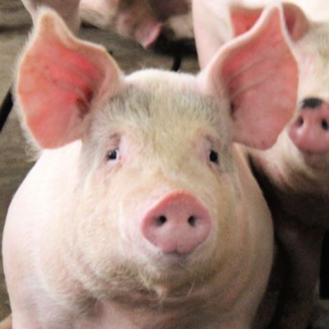 Close up of commercial late grower pig looking at camera