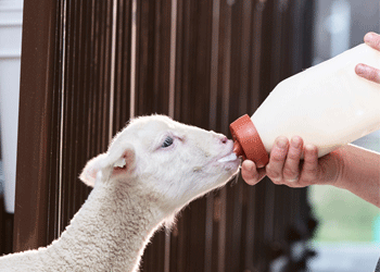 2 lambs standing in green grass