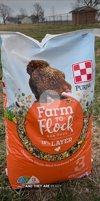 Image of light blue and orange Farm to Flock layer food bag